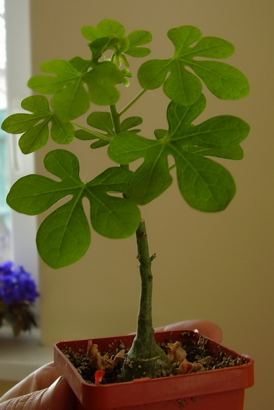 Adenia glauca