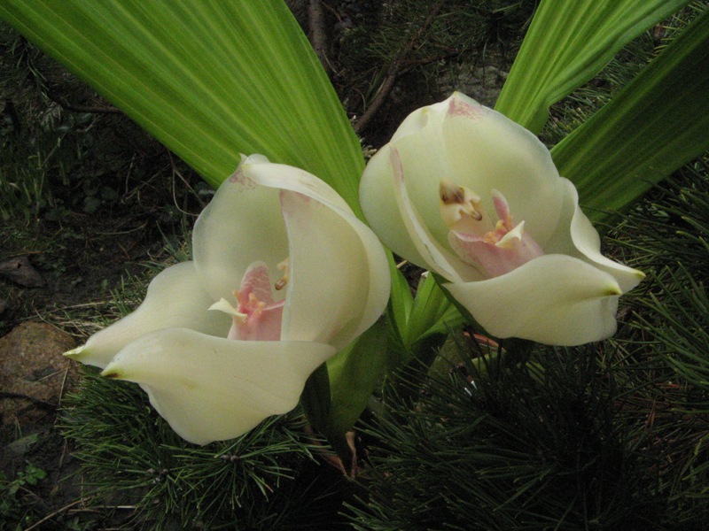 uniflora 12.JPG