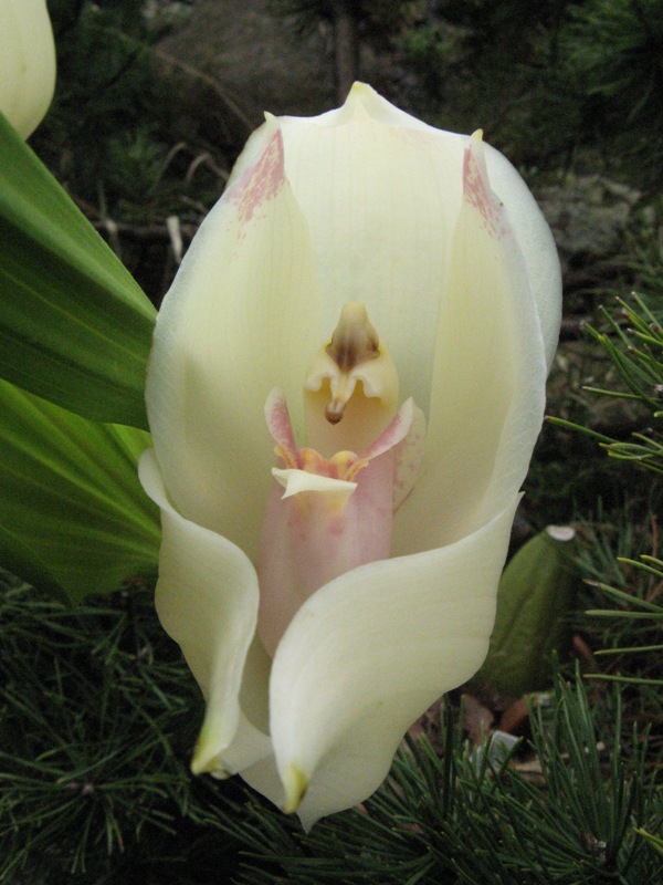 uniflora 11.JPG