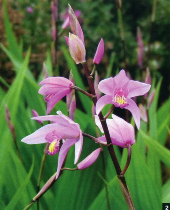 Bletilla Yokohama (striata x formosana).jpg