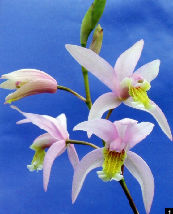 Bletilla Penway Rose (ochracea x yunnanensis).jpg