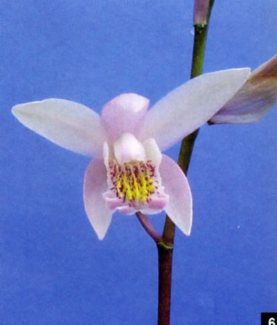 Bletilla Penway Spirit (Yokohama x Coritani).jpg