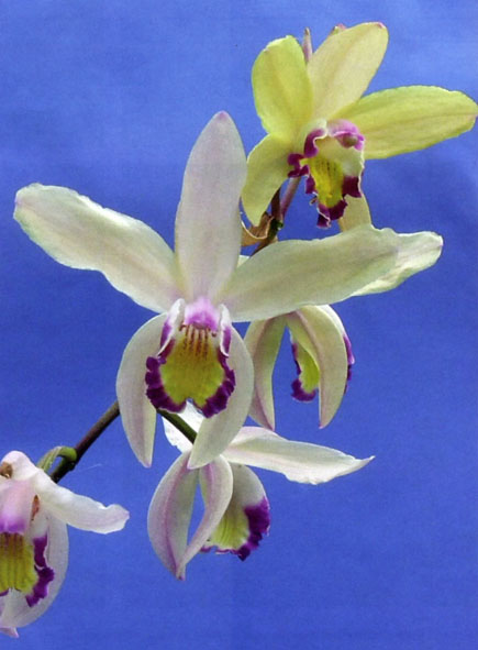 Bletilla Brigantes Pluto (striata xochracea).jpg