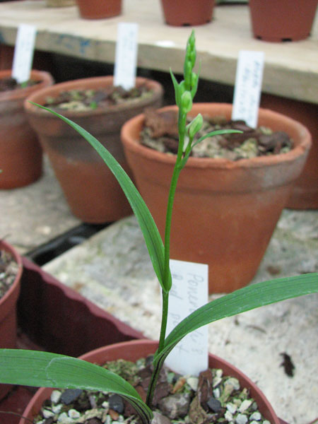 Ponerorchis graminifolia.jpg