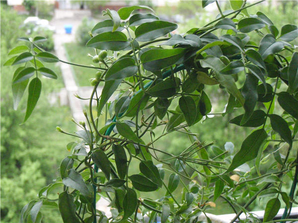 Jasminum polyanthum бутон.jpg