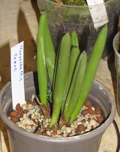 Pleurothallis-teres.jpg