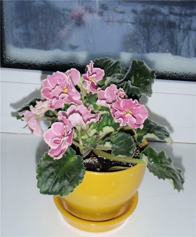 №2 цветет регулярно и обильно, даже зимой :)