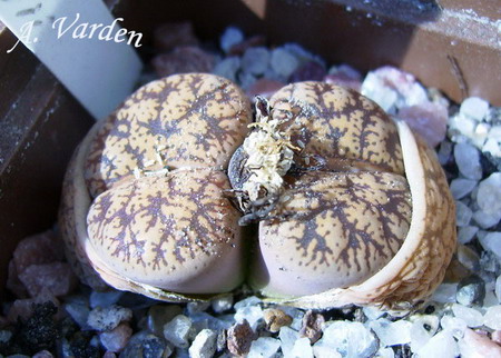 Lithops Lesliei