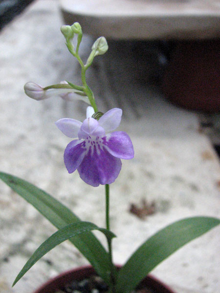 Ponerorchis 1.jpg