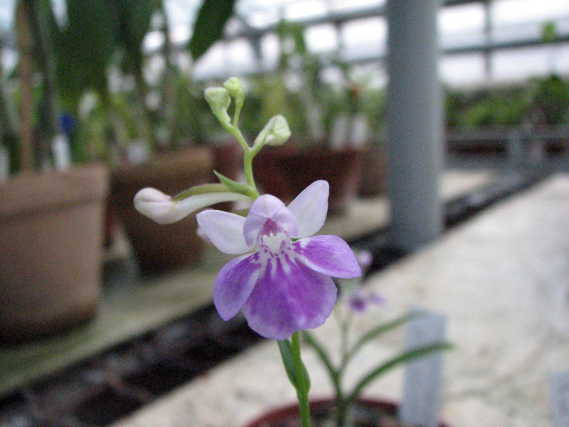 Ponerorchis graminifolia2.jpg