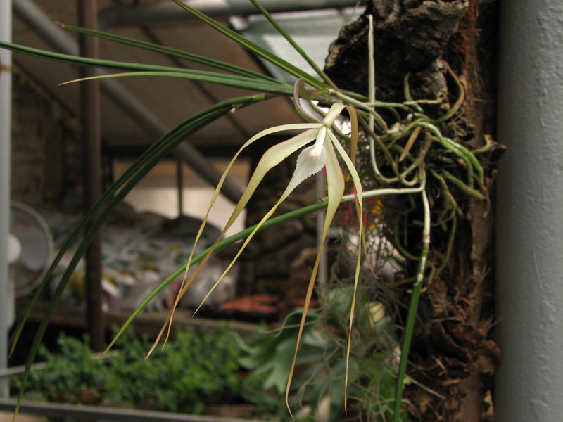 Brassavola cucullata3.jpg