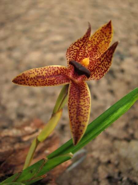 Maxillaria alfrida3.jpg