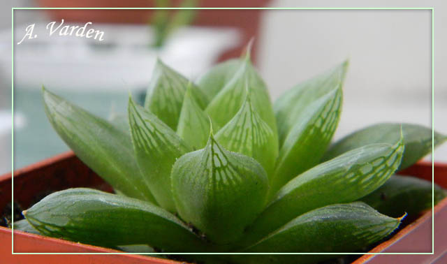 Haworthia aff alsonii