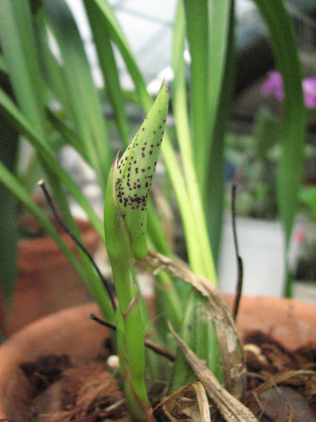 Maxillaria picta.jpg