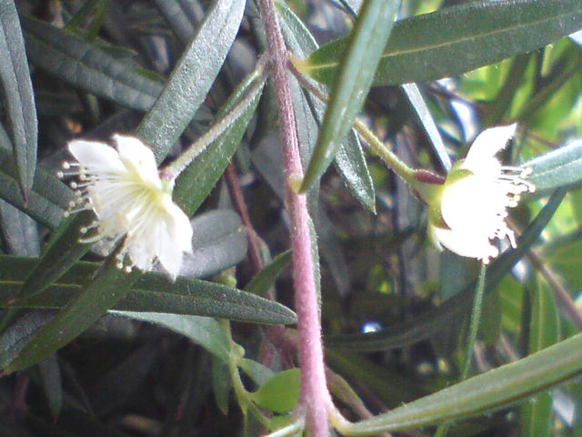 Начало цветения мелалеуки
