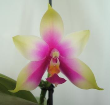 Phal. violacea, Borneo type
