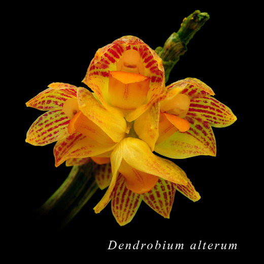Dendrobium alterum.jpg