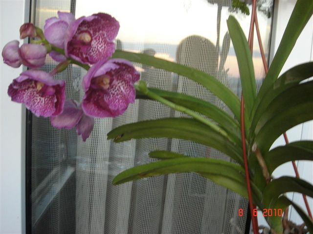 DSC00779.JPG