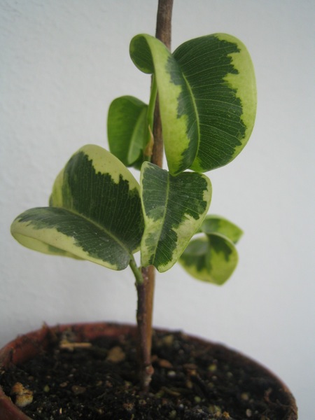 Ficus benjamina &quot;Vortex&quot; или &quot;Barok variegata&quot; (Барок пестрый)