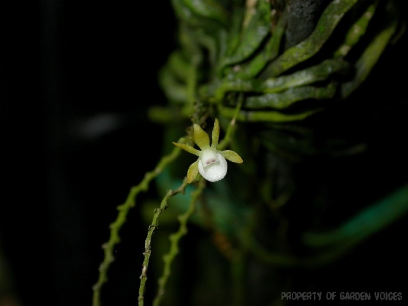 paul-leong-05-taeniophyllum_obtusum.JPG