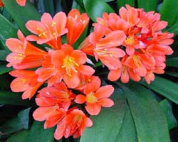 Clivia[1].jpg