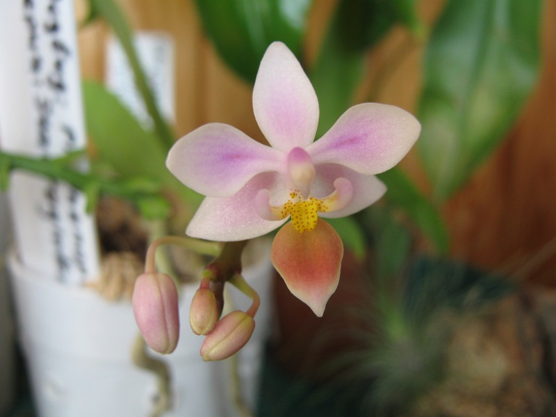 Phalaenopsis equestris var leucaspis (3).jpg