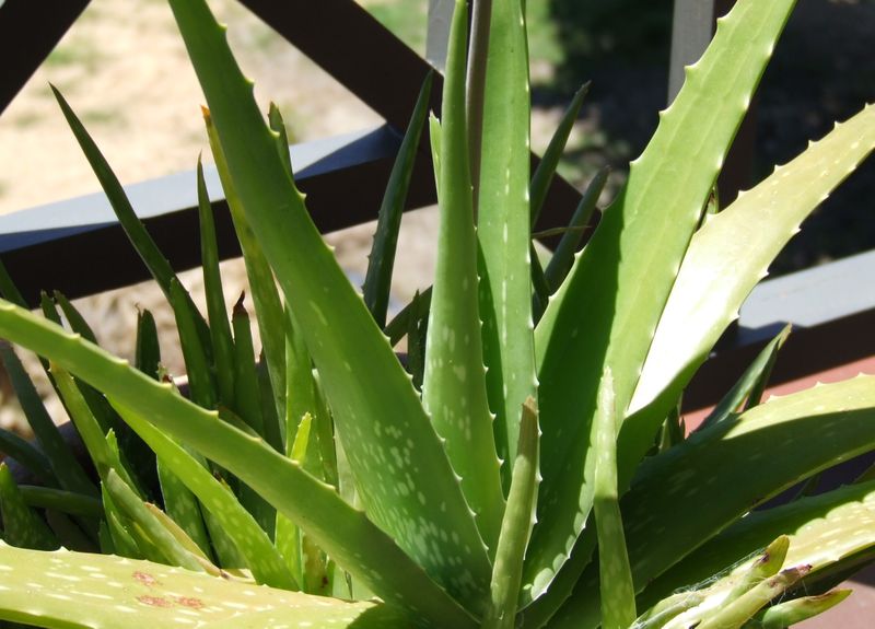 АЛОЕ ВЕРА 800px-Aloe_Vera.jpg