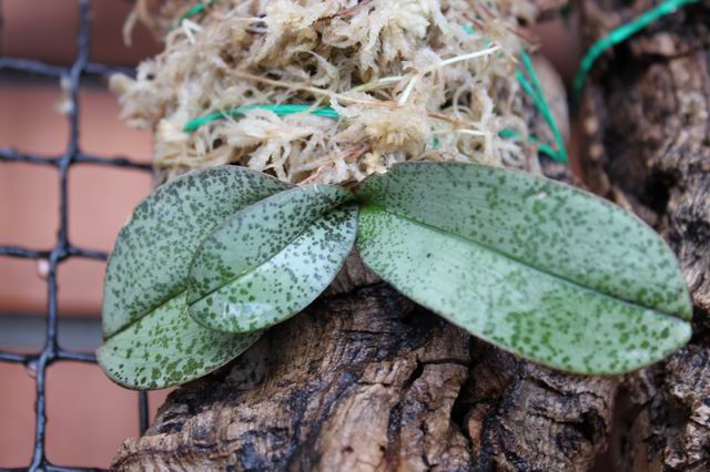 Phalaenopsis lindenii.JPG