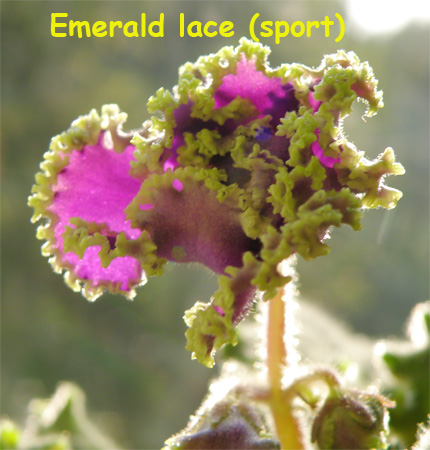 Emerald Lace спорт 8.jpg