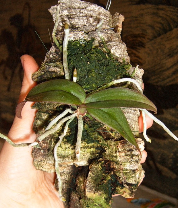 Phalaenopsis lowii .jpg