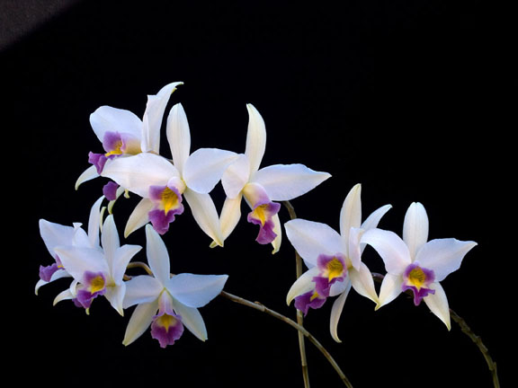 Laelia anceps coerulea “Fort Caroline” 1.jpg