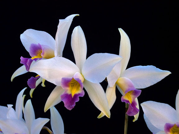 Laelia anceps coerulea “Fort Caroline” .jpg