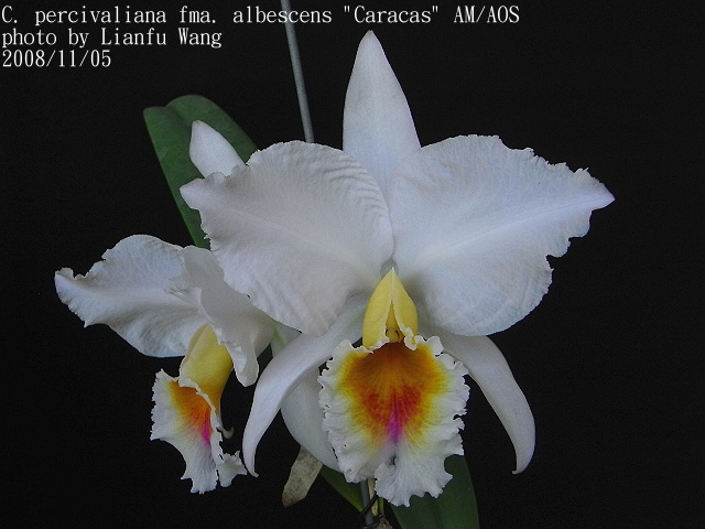 Cattleya percivaliana albescens “Caracas”.jpg