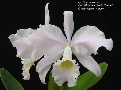 Cattleya warnerii albescens “Santa Teresa”.jpg