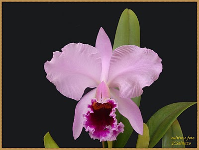 Cattleya percivaliana tipo “Summit” x tipo “Karen Graff” .JPG