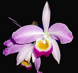 Cattleya eldorado - Natural Seed .jpg