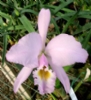 Cattleya gaskelliana concolor “Aulice” x concolor “Rodrigues” .jpg