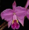 Cattleya lueddemanniana tipo “Royal Flash” x tipo “Drago” .jpg