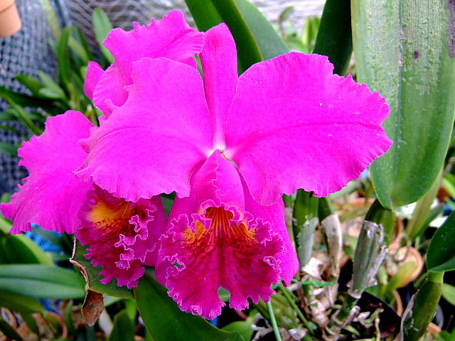 Cattleya mossiae rubra “Willowbrook”.jpg