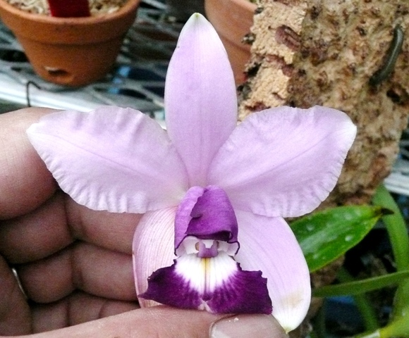 Cattleya violacea coerulea “Álvaro Pereira” 1.JPG
