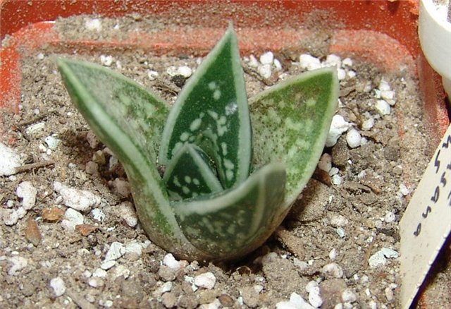 Aloe AUSANA