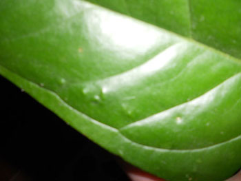 Антуриум-1 Выпуклости на листе