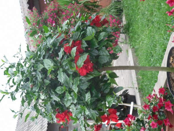x_249d72ea.jpg