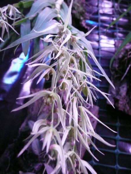 Dendrobium denudans 2.JPG