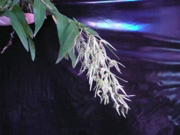Dendrobium denudans 1.JPG