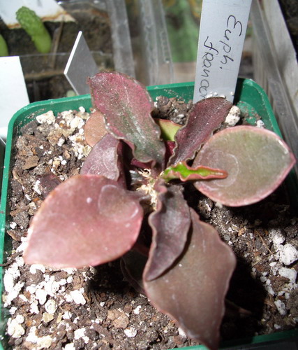 euphorbia francoisii 2006 09 17.jpg