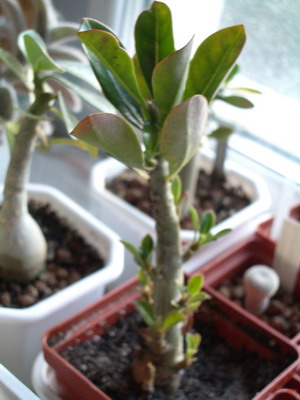 adenium Tai 02.JPG