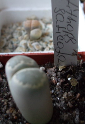 lithops s 2006 09 18.jpg