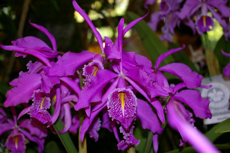 Cattleya maxima.jpg