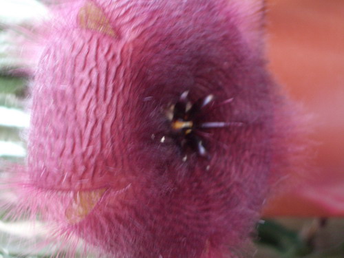 stapelia 2006 09 17.jpg